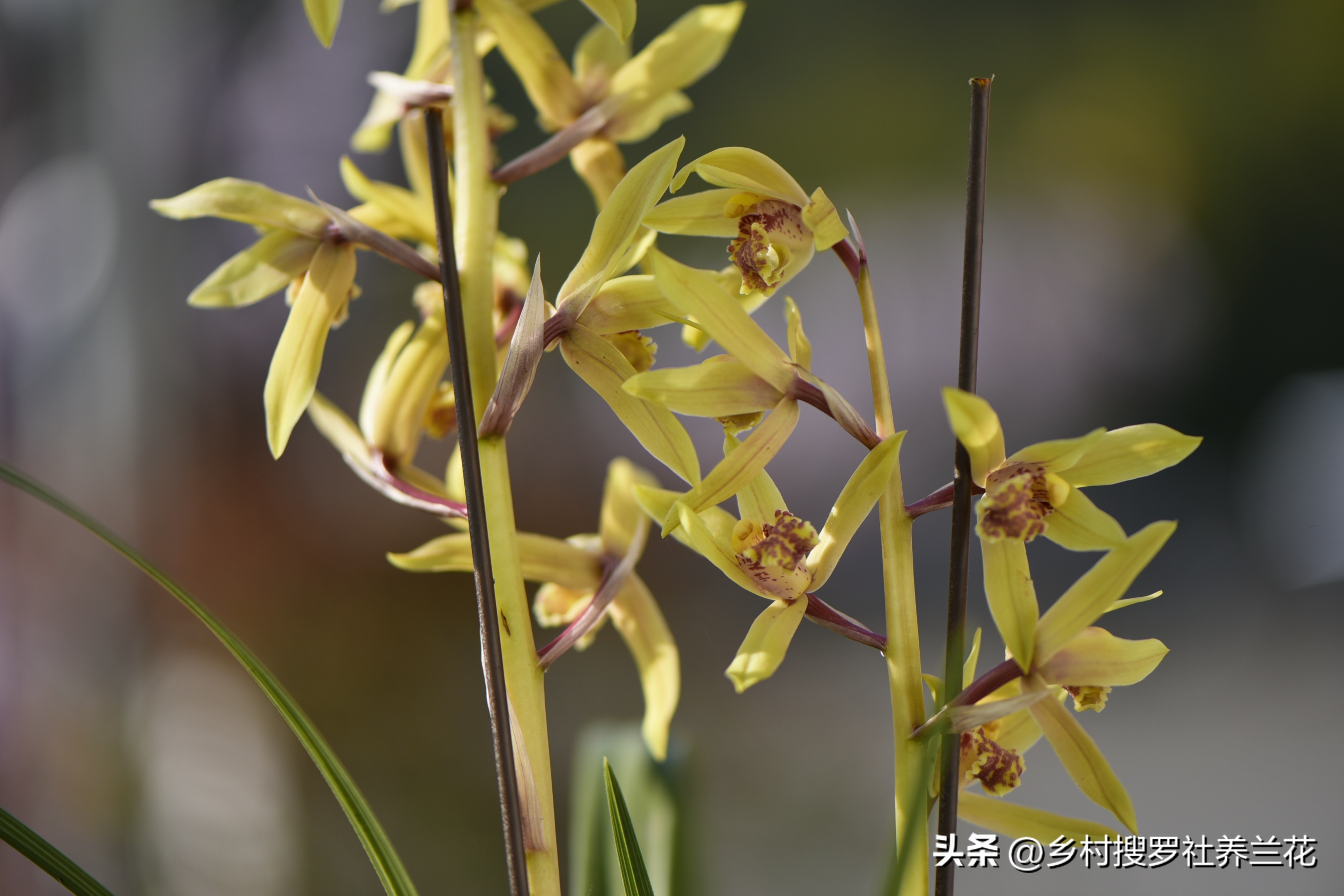 蕙兰盆栽春季养护注意事项有哪些,养蕙兰开花时的最佳方法