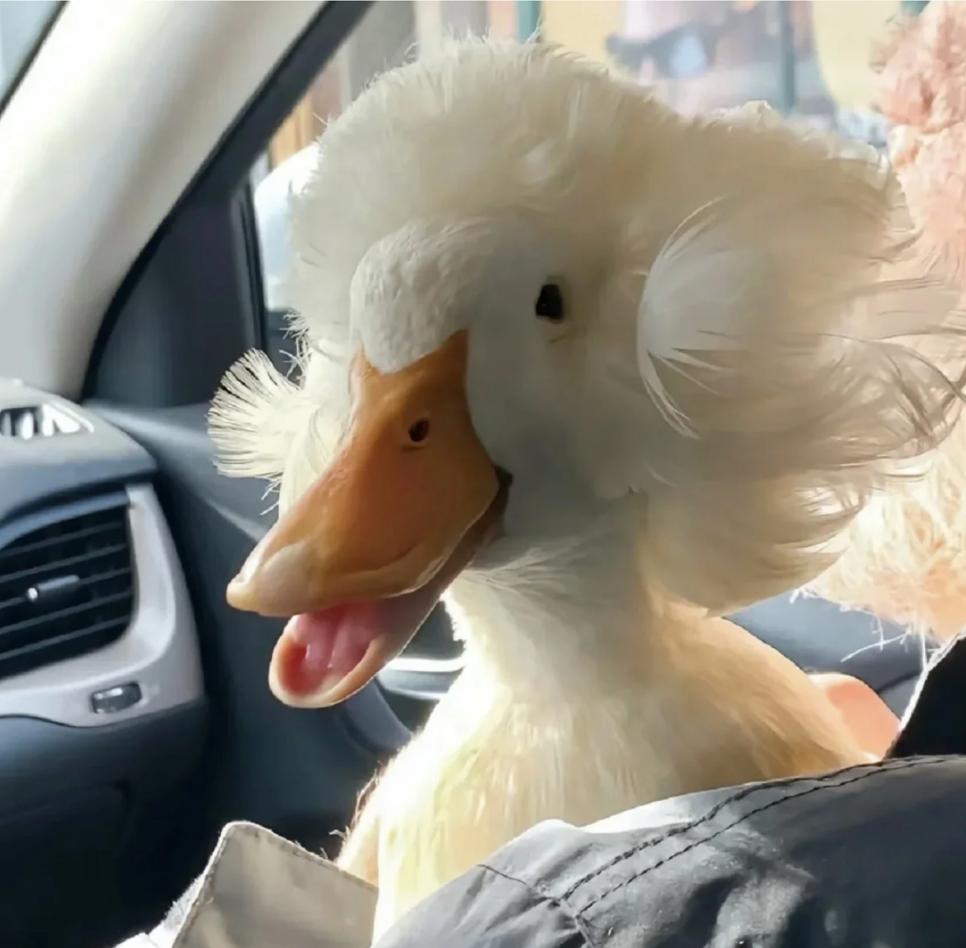 后面那个人咋了?忘记带脑袋了?,那些让人笑到肚子疼的搞笑图片