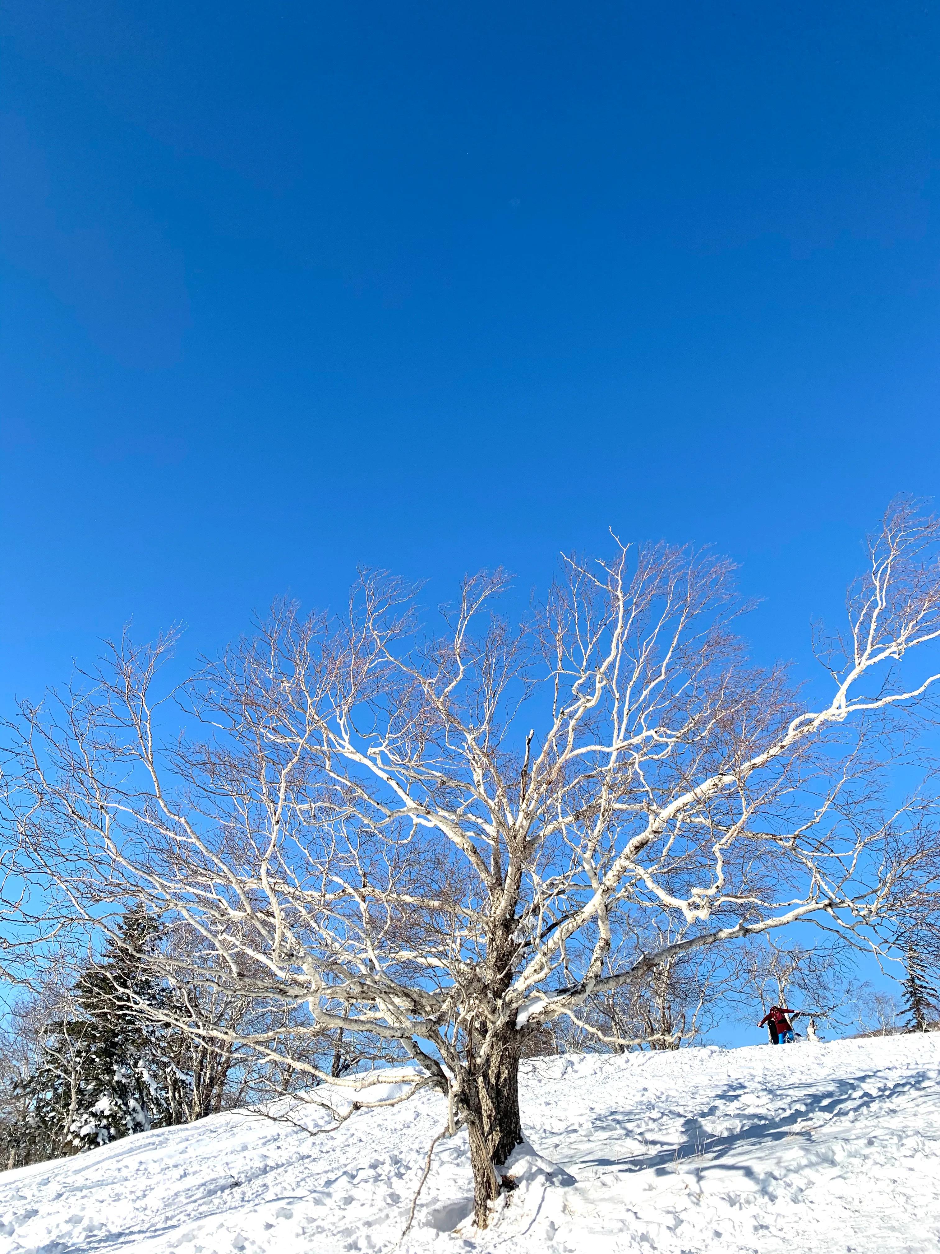 哈尔滨市的伏尔加庄园有旅游团吗,哈尔滨伏尔加庄园在哪个区