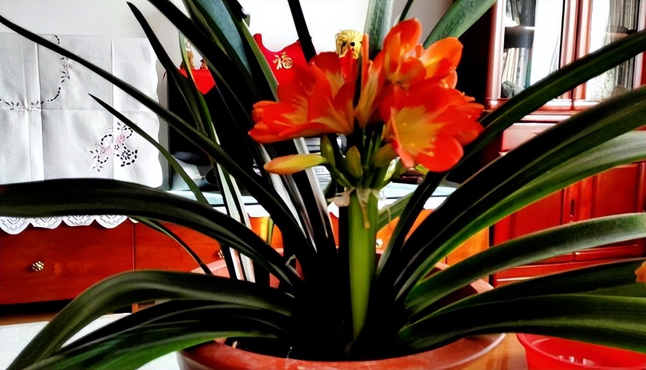 君子兰催花期可以用花多多12号吗,君子兰催花用什么最好养