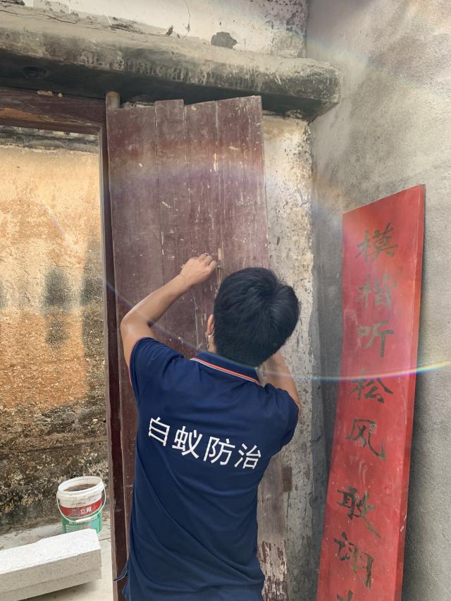 白蚁分飞季如何有效防治白蚁,家里出现了白蚁如何彻底消灭白蚁