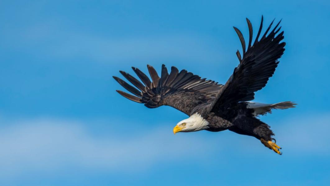 古代对动物的雅称词汇大全,古人描写动物的诗有哪些