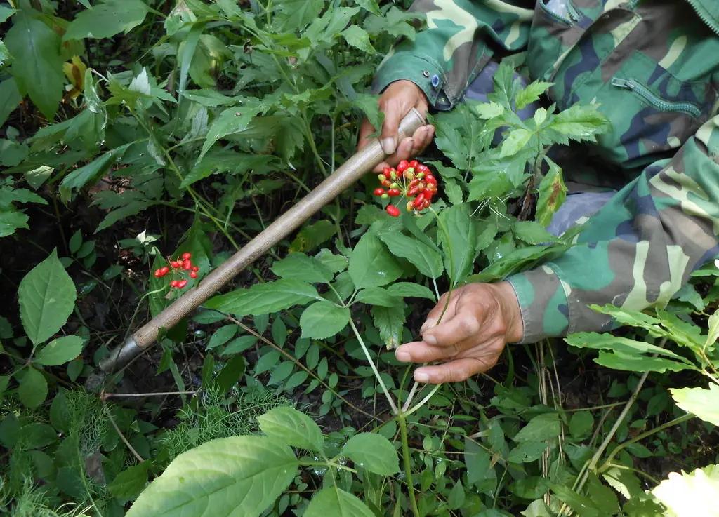 园参鲜人参多少钱一斤,园参林下参野人参哪个好