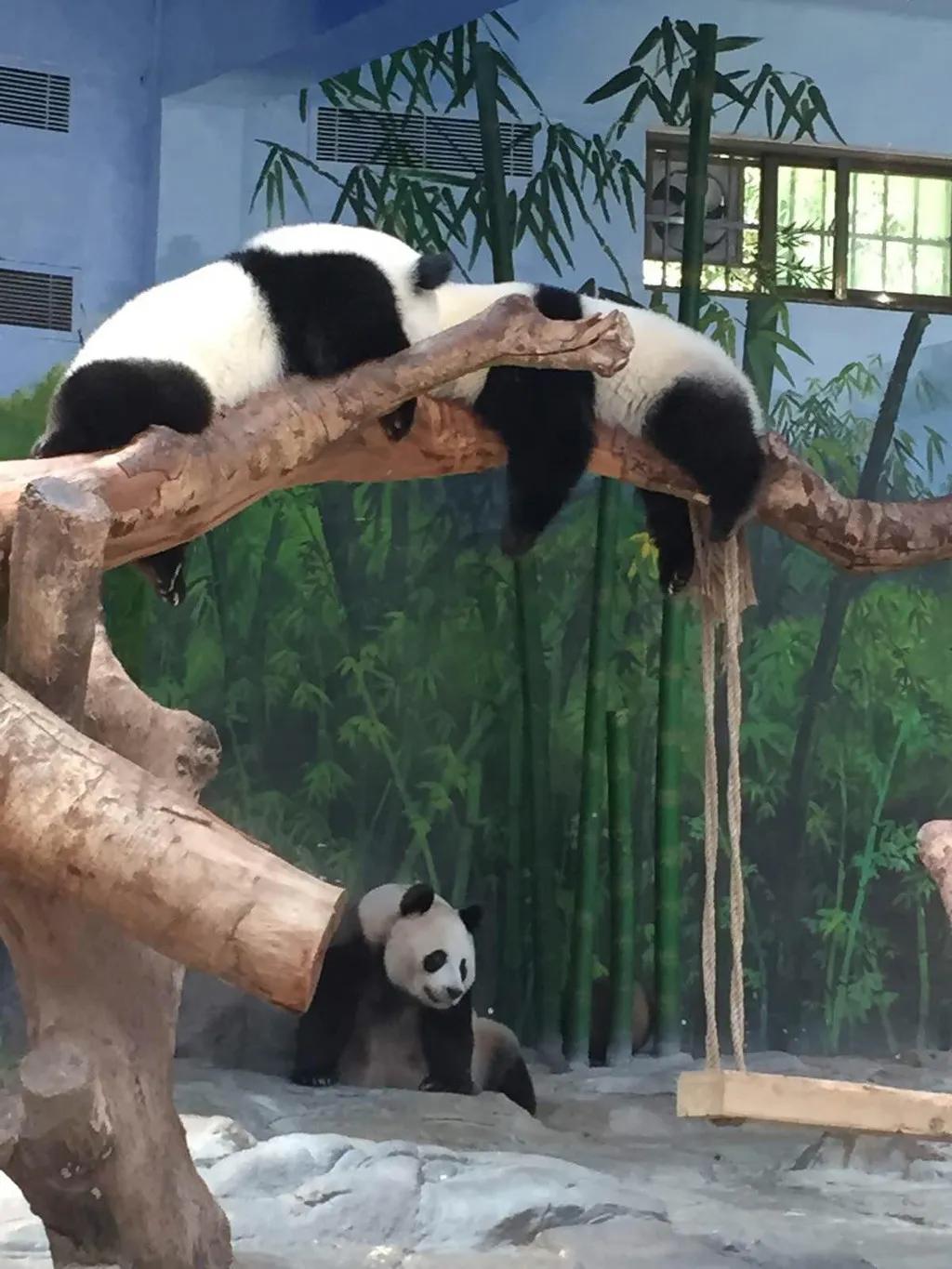 广州长隆野生动物世界有大象吗,广州长隆野生动物世界有多少动物