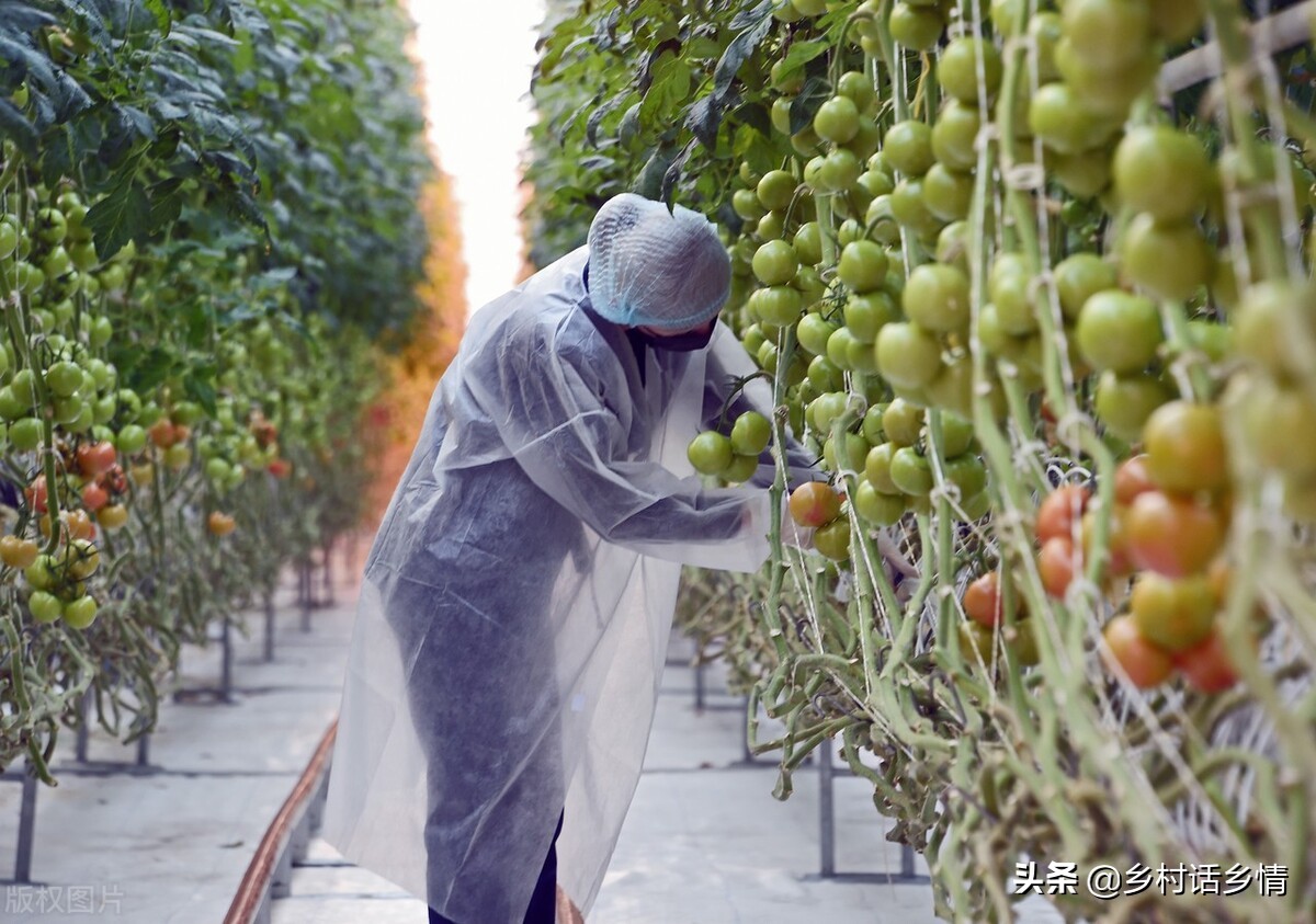 蔬菜种植叶子发黄枯萎怎样补救,连雨天西瓜蔓烂怎么办