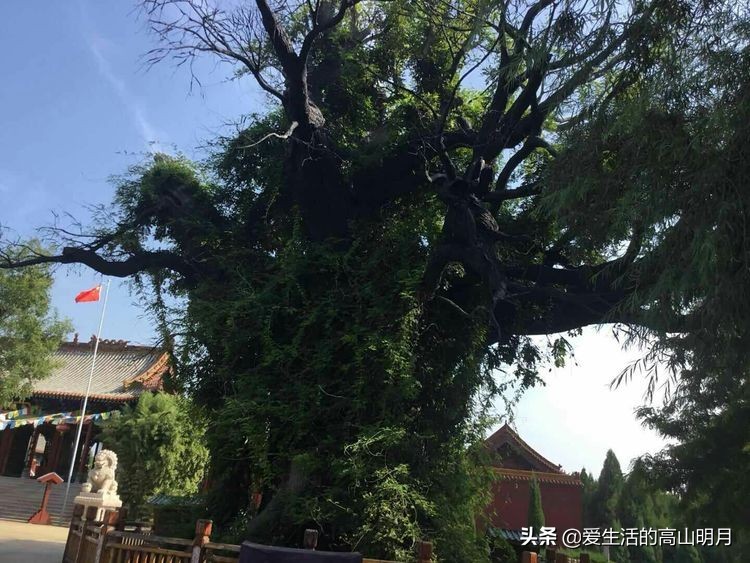 洪洞县大槐树,洪洞县大槐树视频