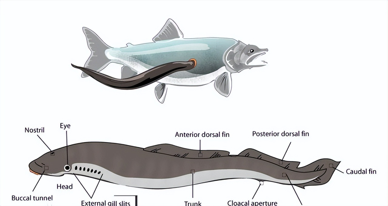 世界上有没有恐怖七鳃鳗,蛇形的鱼有哪些