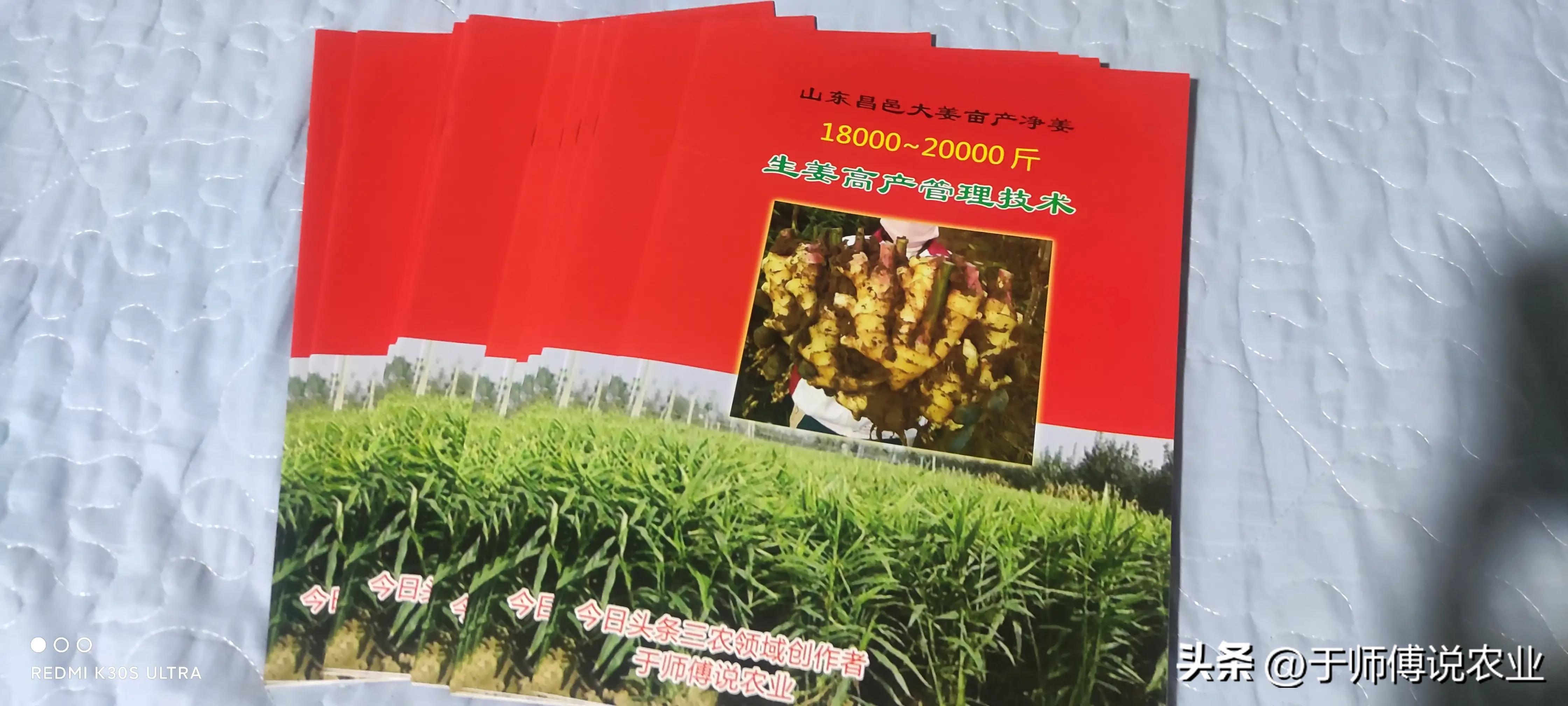 生姜一年四季的种植方法,生姜天然种植的正确方法