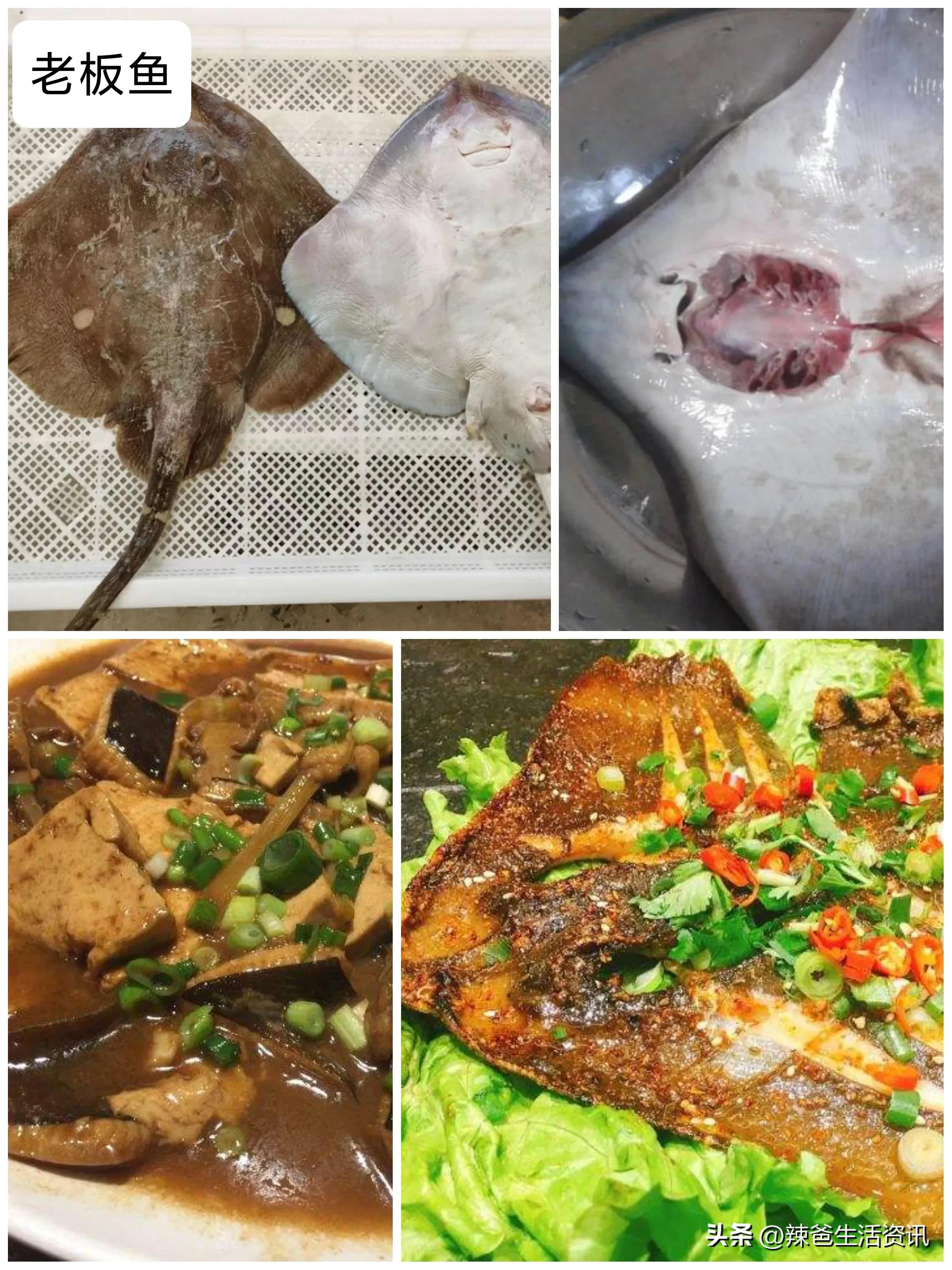 好吃不贵的野生海鱼,十种好吃不贵的正宗海鱼