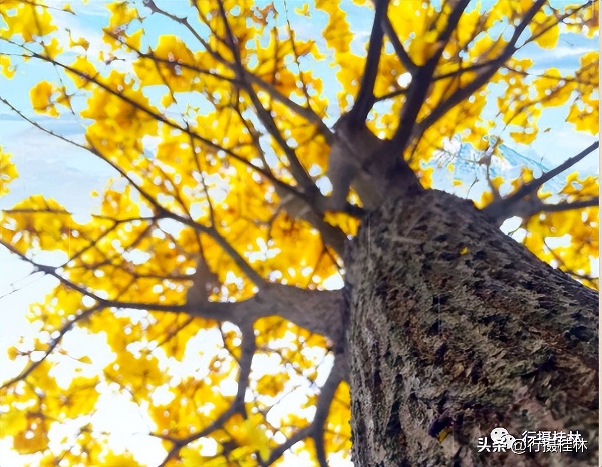 花仙子风铃,风铃花仙子