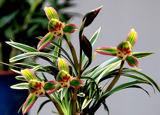 叶片又宽又厚带金边的兰花,带一点金边的兰花是什么品种