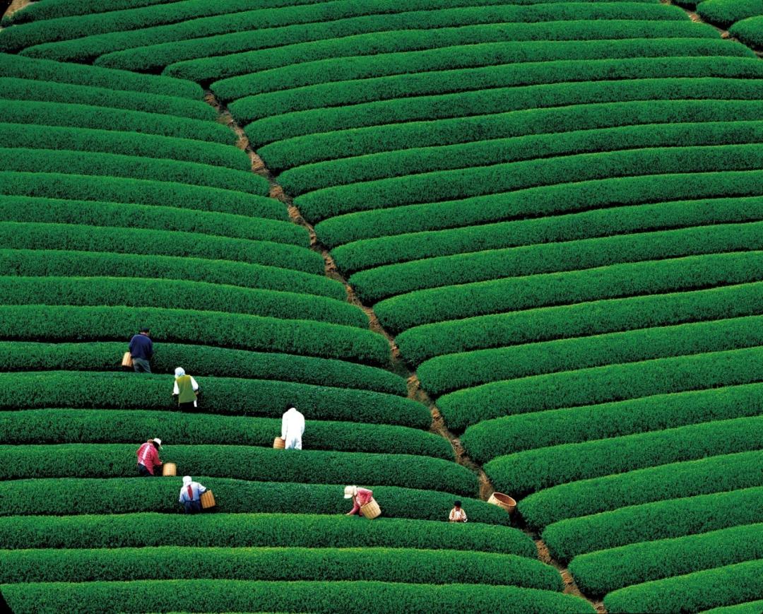 适合杭州风景的头像,杭州美景头像