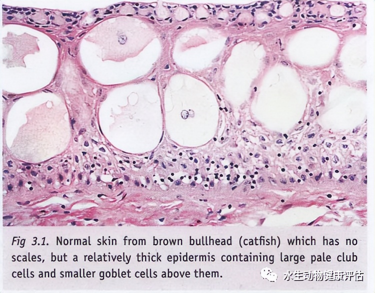 鱼类正常皮肤及其浅表疾病