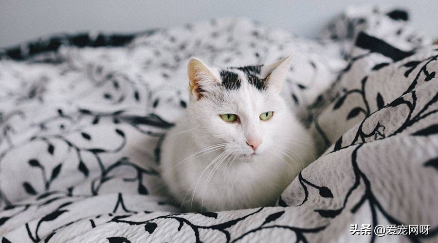 一文了解猫咪发情期