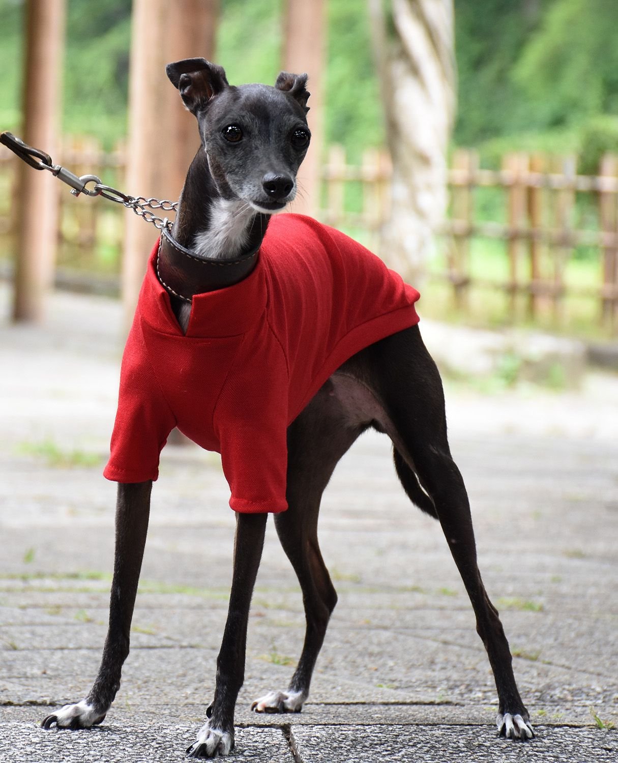 宠物狗最贵最受欢迎的犬叫什么,狗狗排行榜世界十大名犬