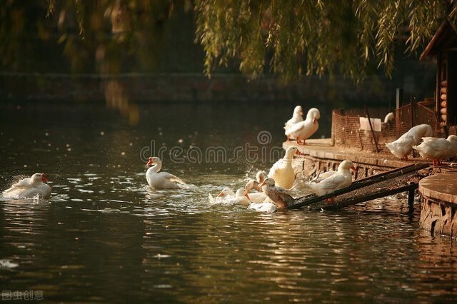 鸡粪养鱼的效益,4亩的鱼塘鸡粪养鱼的正确方法