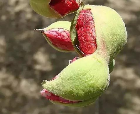 奇花异草是一道道亮丽的风景线,五彩缤纷的春天奇花异草