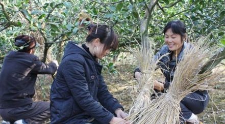 柑橘种植四大注意事项介绍,柑橘树防冻技术视频教程