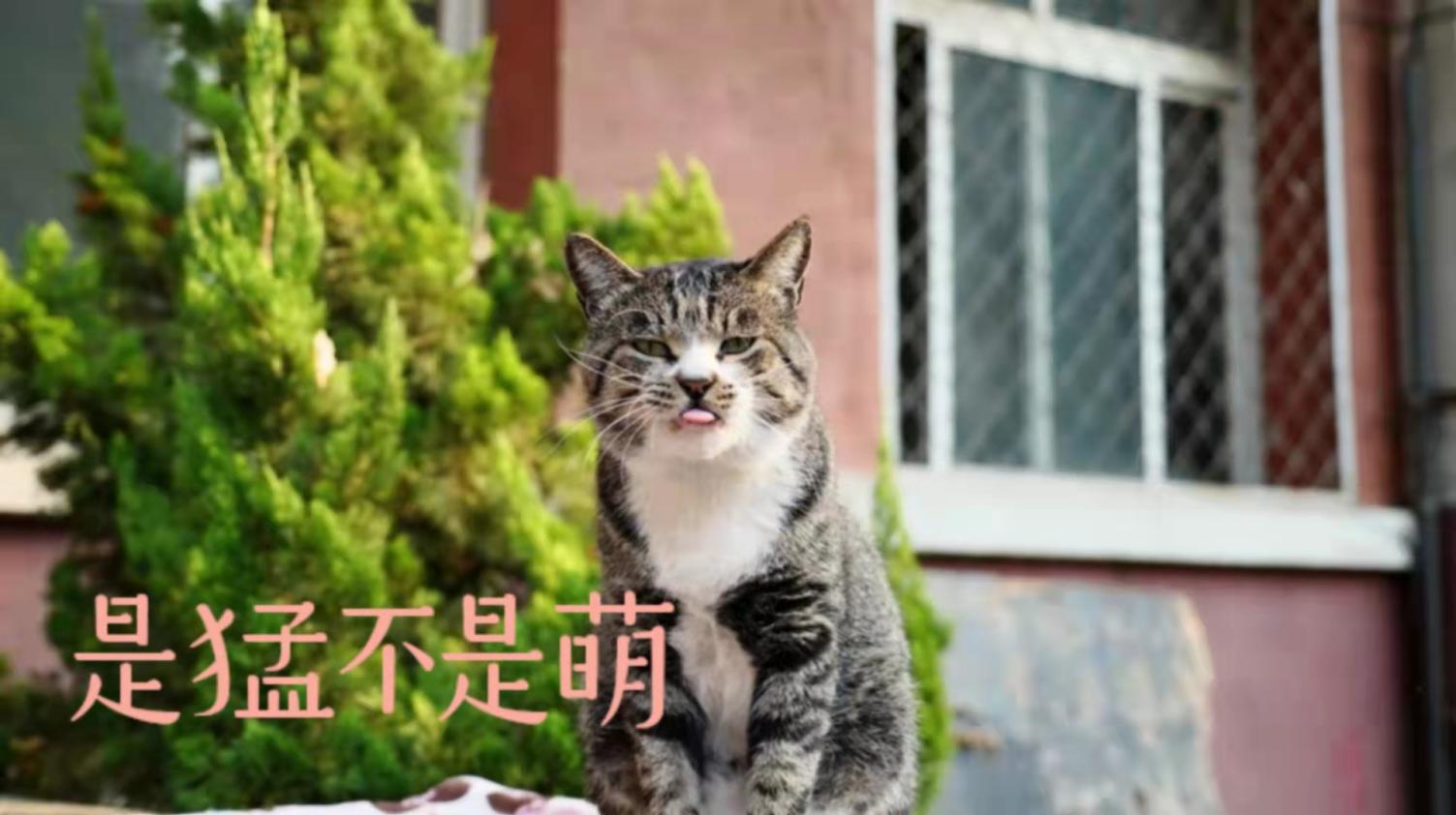 北中医猫,北中医校园