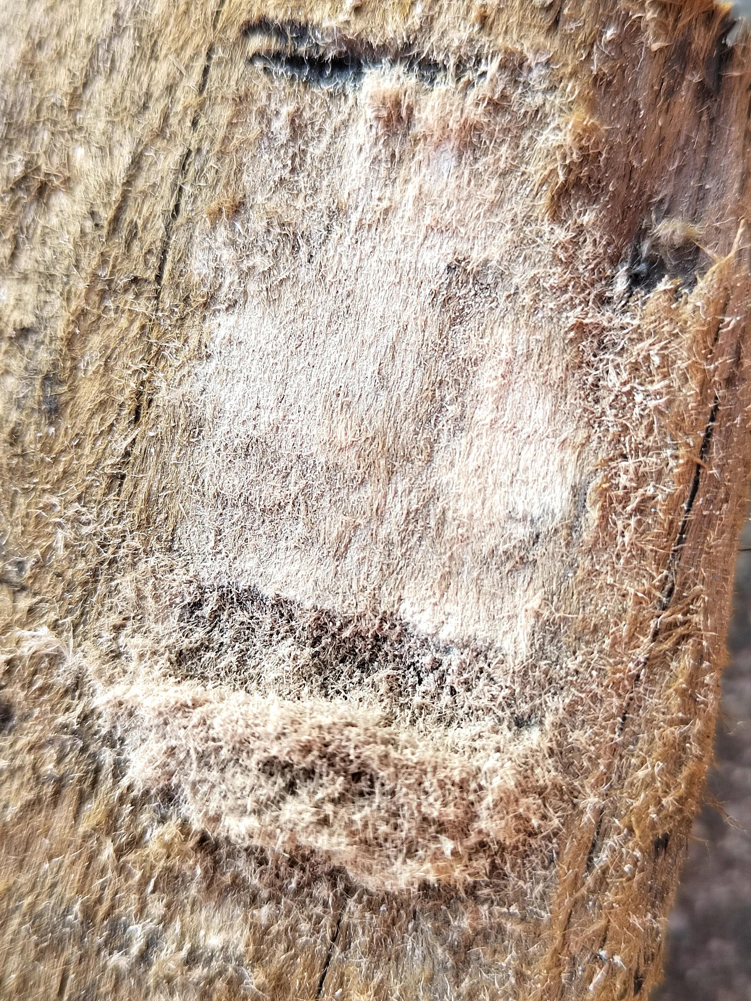 海南霸王岭白奇楠,海南白奇楠和紫奇楠