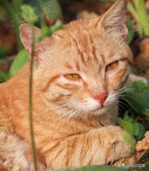 细数有关橘猫的7个冷知识,你对猫的了解200字