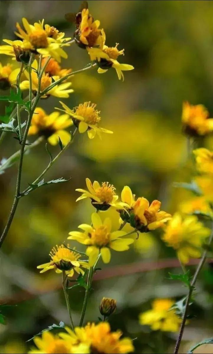头条挑战赛：对《七律·秋叶即景（平水韵/六麻）》的注引解释