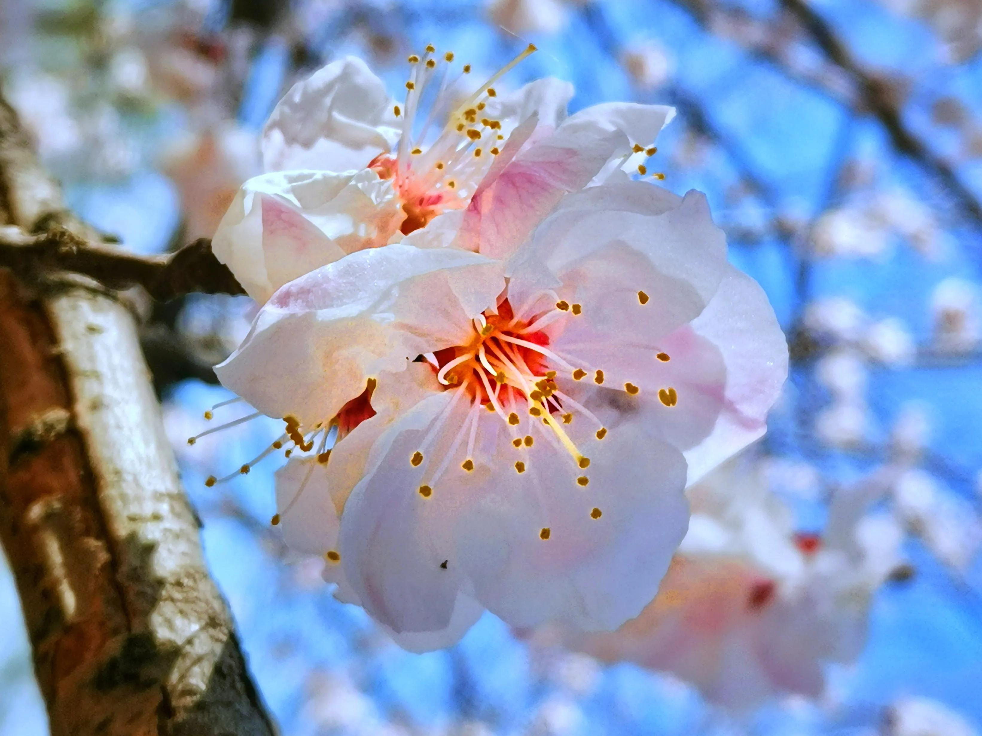 百花酿诗韵芬芳留人间（一）