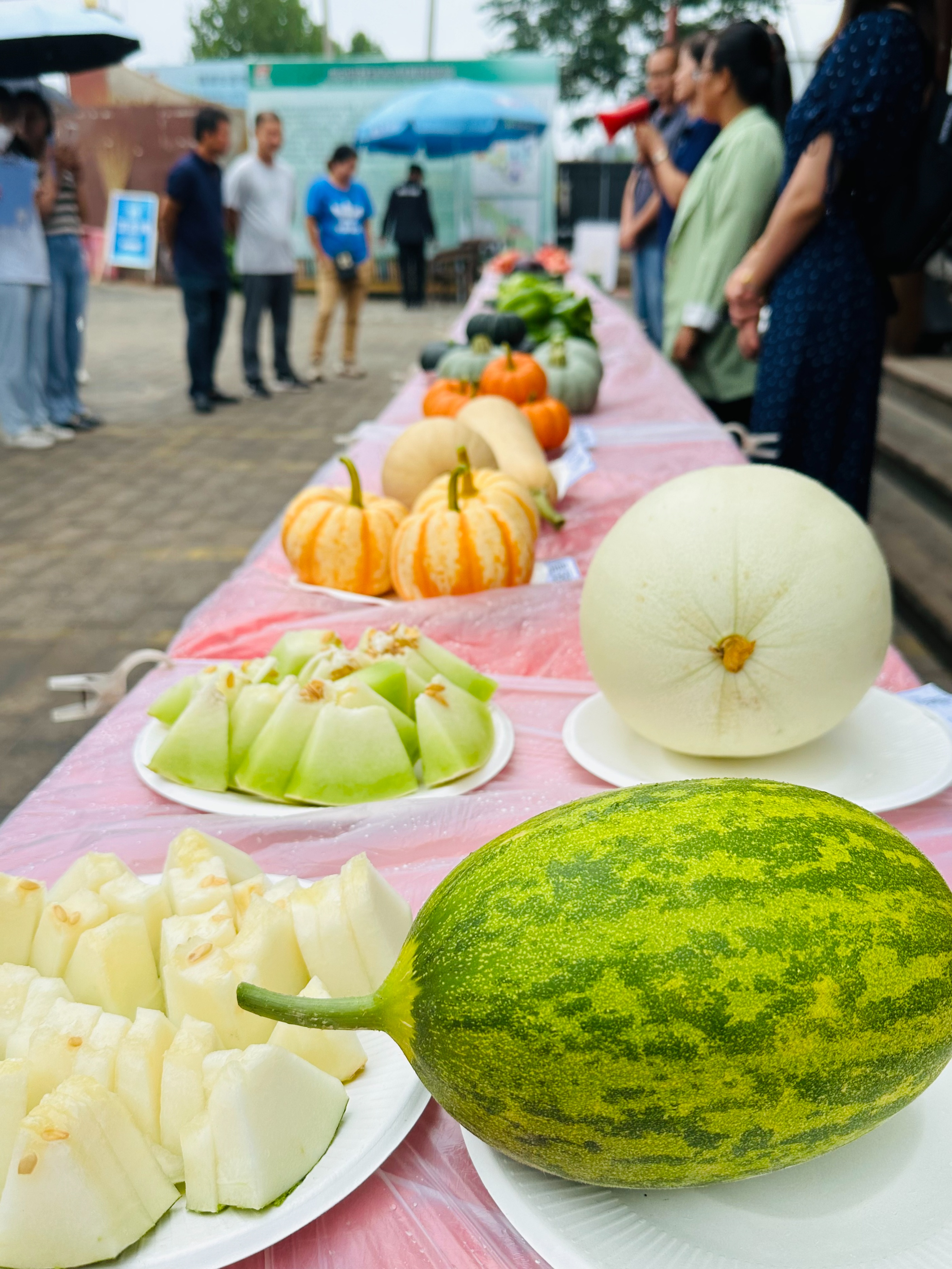 全市设施蔬菜产业链现场观摩,市农科所蔬菜新品种观摩会