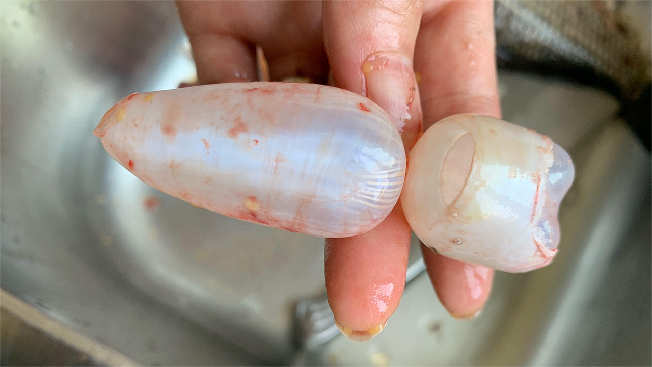 鱼胶适合啥时候做,什么品种的鱼胶适合平时吃