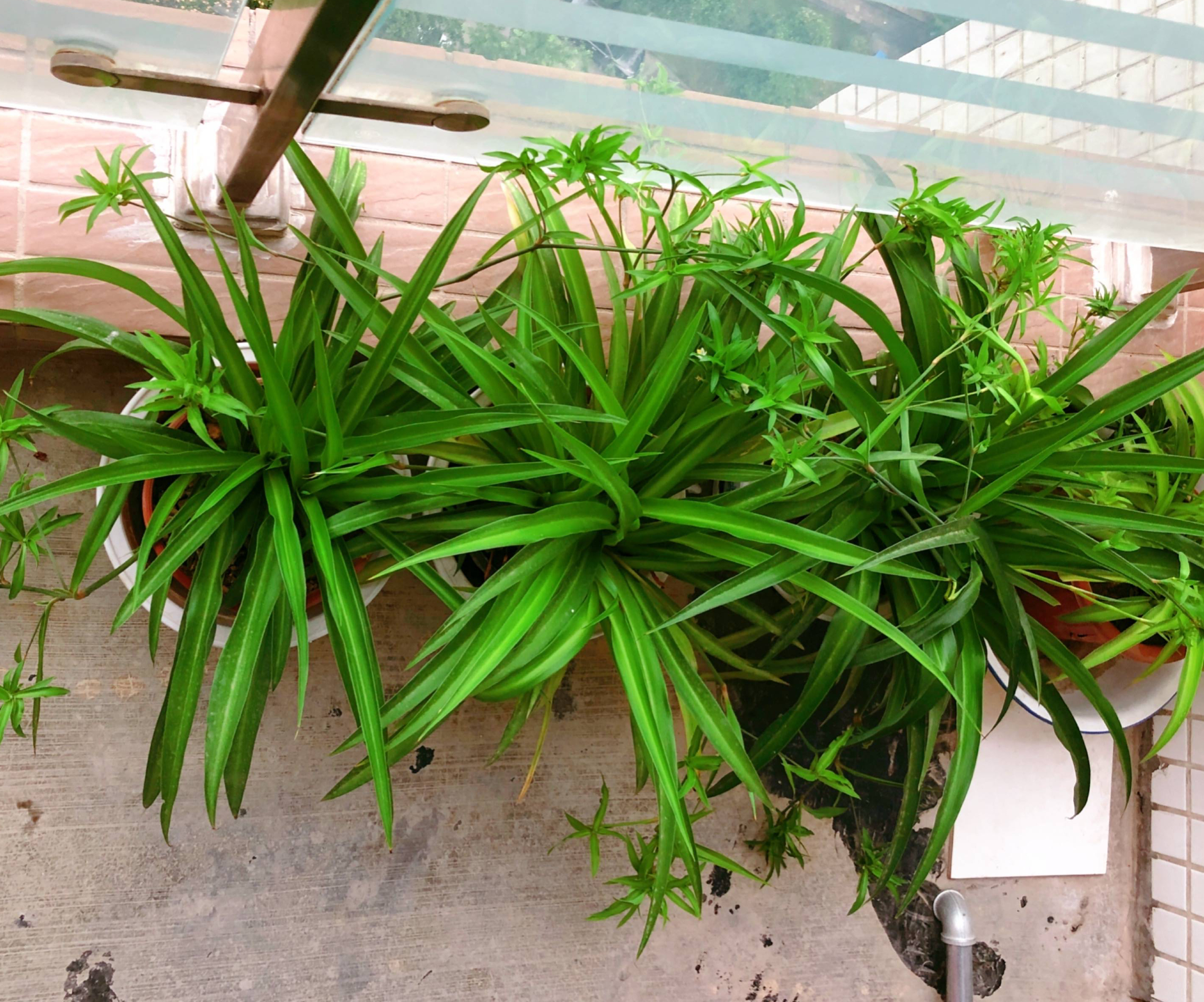 养好吊兰的方法,养好水培吊兰的关键几点