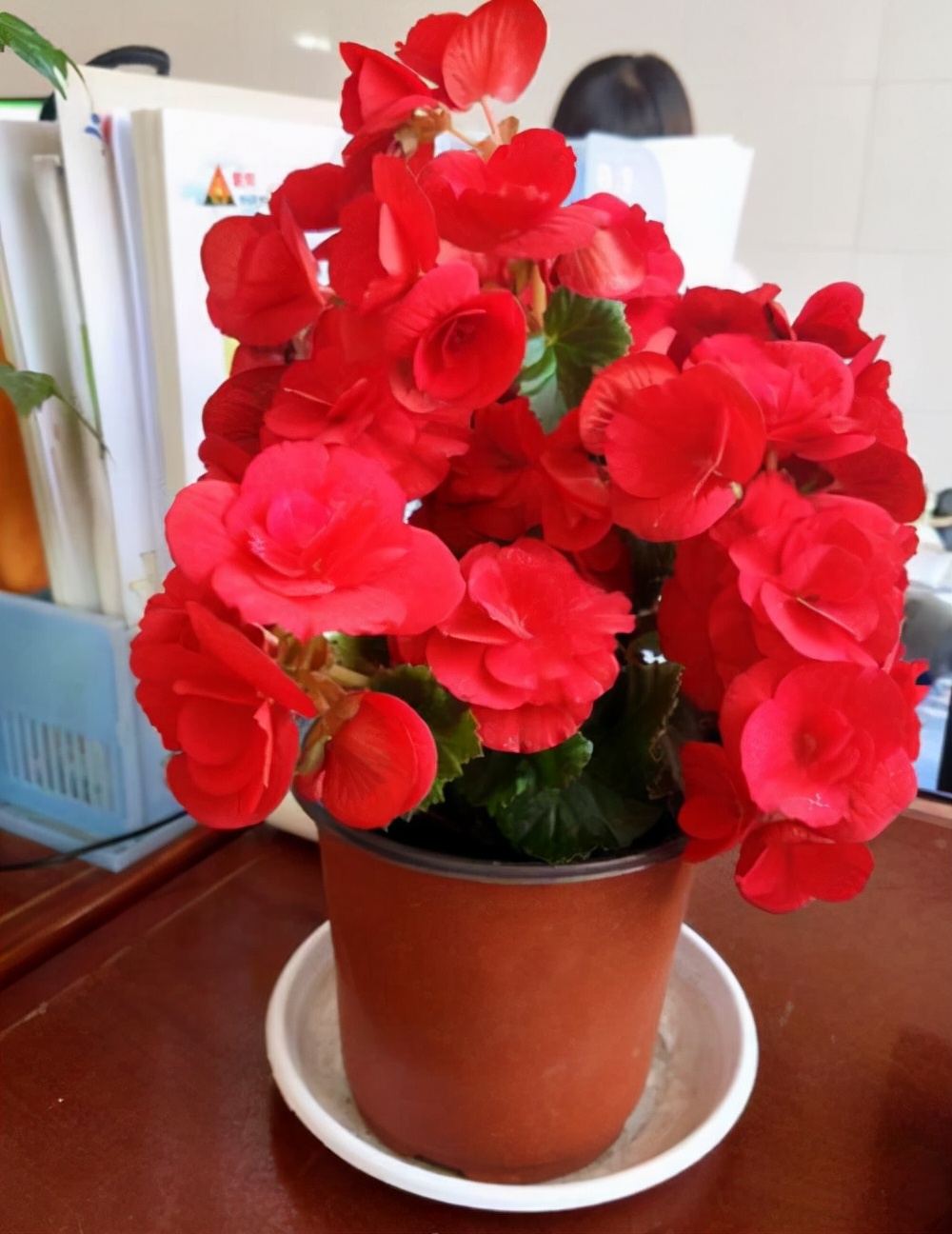 丽格海棠的养护注意事项和禁忌,丽格海棠花谢后还能接着开花吗