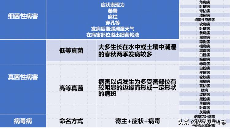 一招教你辨别真菌性病害,作物细菌真菌病毒轻松辨别