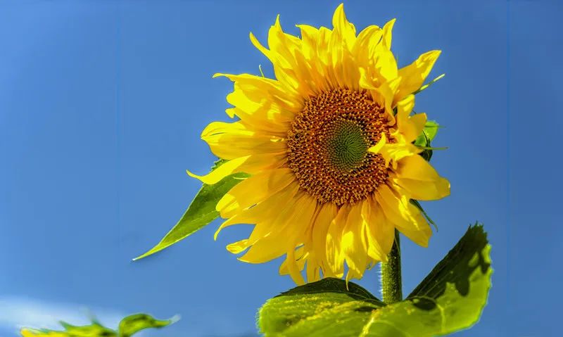 女神节送花的作品,女神节送什么花好看