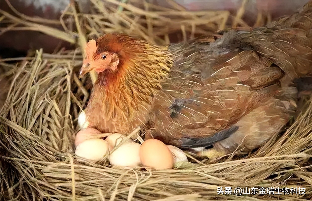 母鸡下软壳蛋吃什么改善,母鸡下软壳蛋是怎么回事