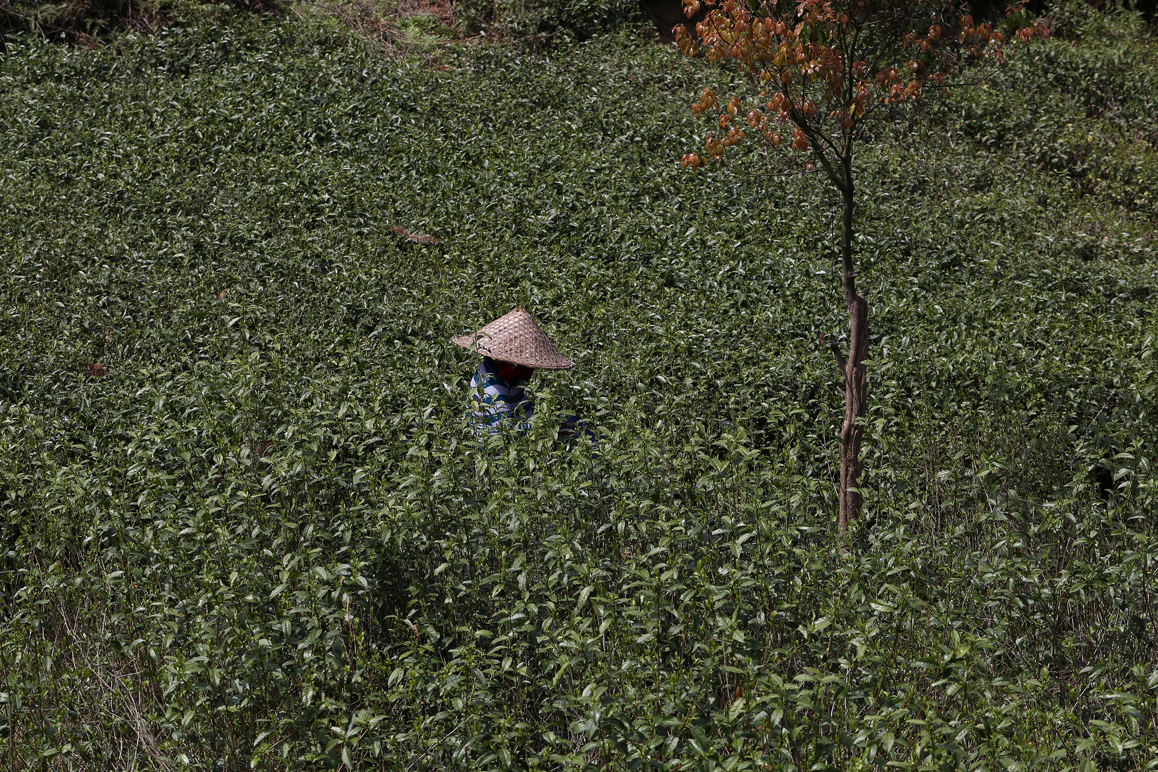 茶叶农残检测国家标准,茶叶抽检出农残超标