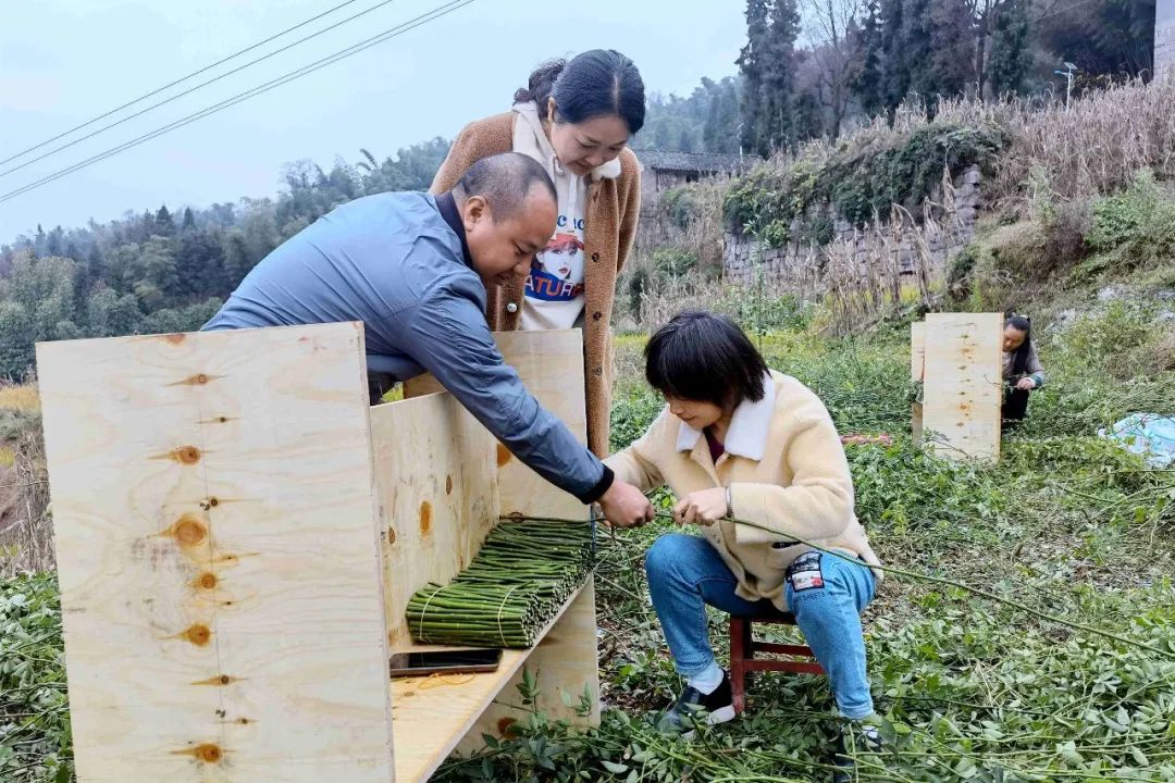 昭通水富成凤村,云南水富县成凤村