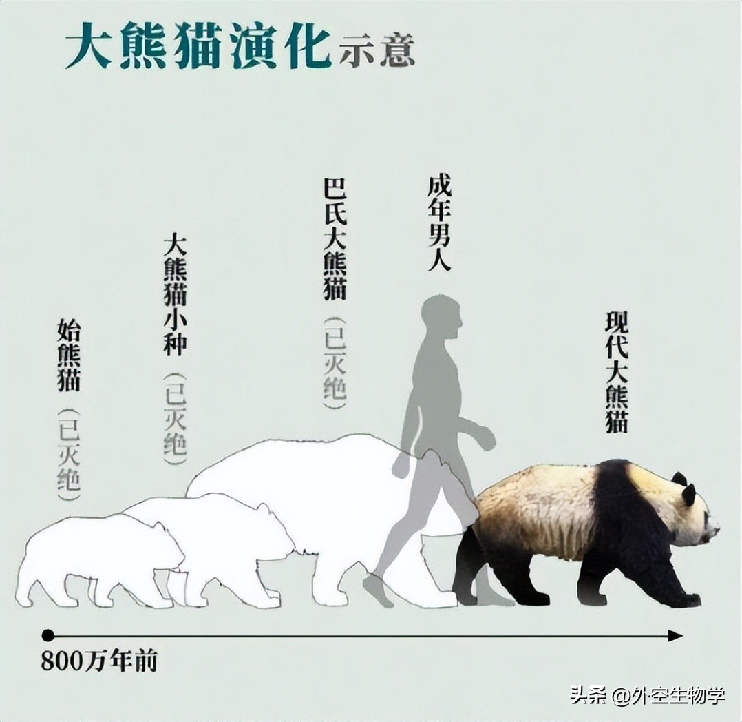 野生小熊猫的生活视频,大熊猫竹林真实图片