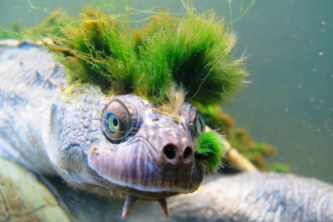 海南陈先生养龟情况,陈先生养猫