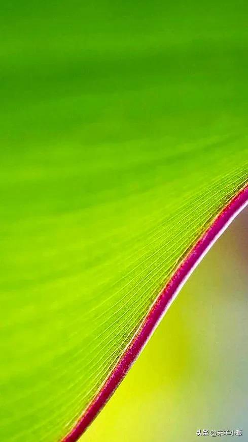 最美的手机壁纸大全,养眼养心的壁纸