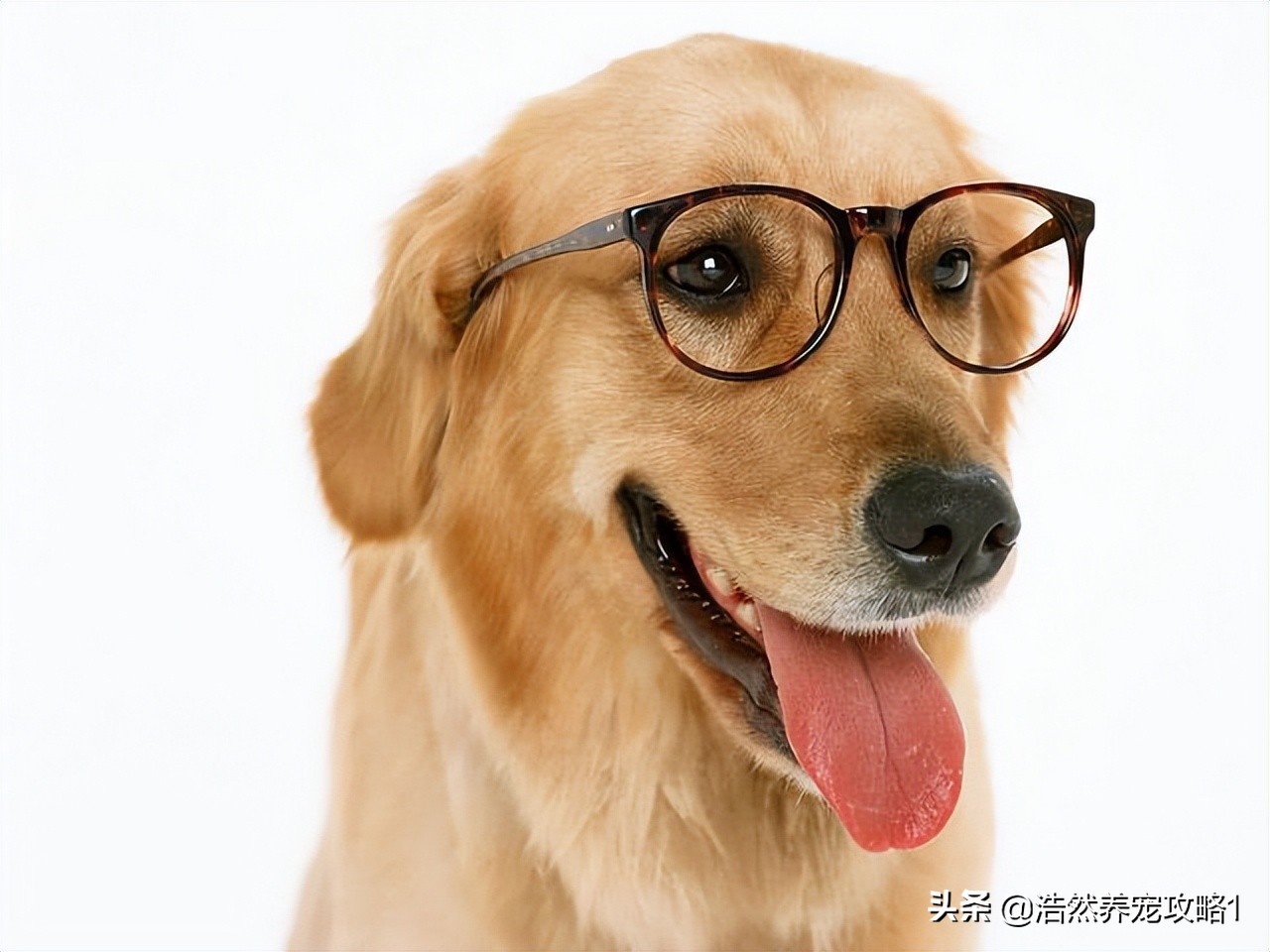 金毛怎么能养胖胖的,金毛瘦吃什么狗粮