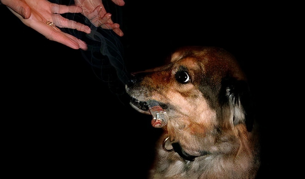 吸烟有害健康有研究证明吗,吸烟有害能证明吗