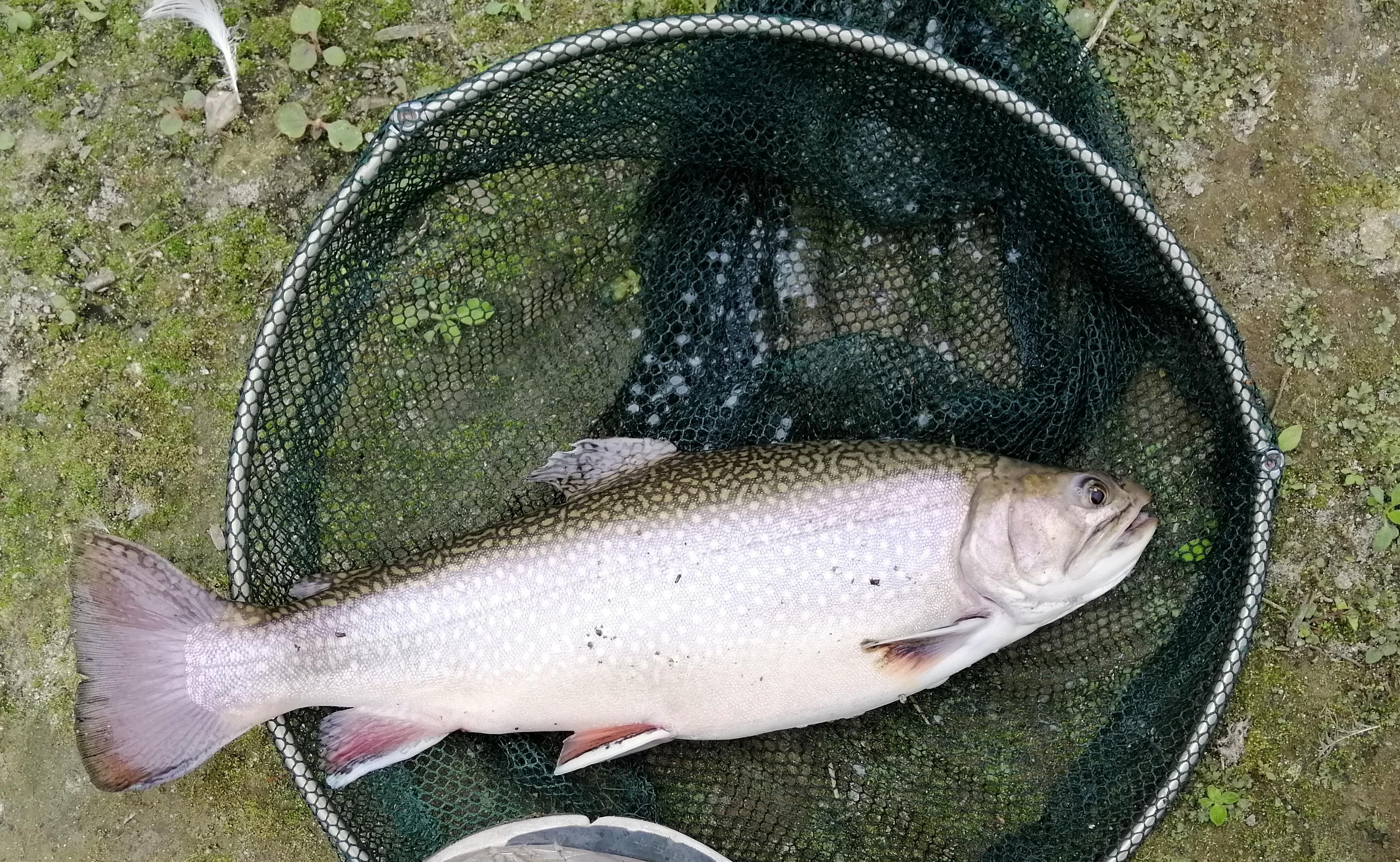 “种草”《大河恋》,解锁大虹鳟,也寻找着生命的意义