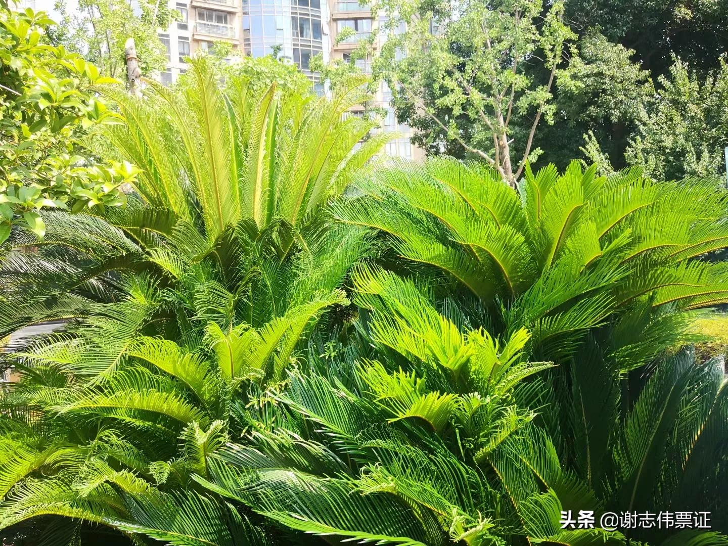 独特的苏州风情（073）铁树长出了新叶片