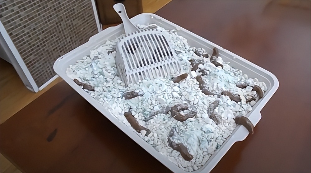 猫咪疯狂的吃猫砂,猫咪吃的猫砂是怎么做的