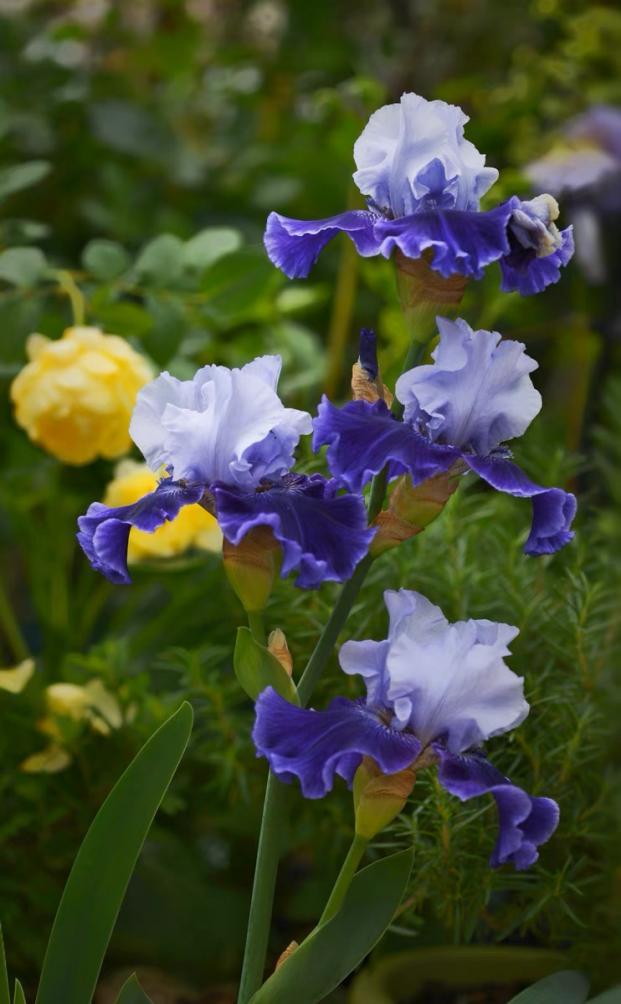 将鸢尾卖出“网红爆款”，线上年销售额超百万元，他是怎么做到的？