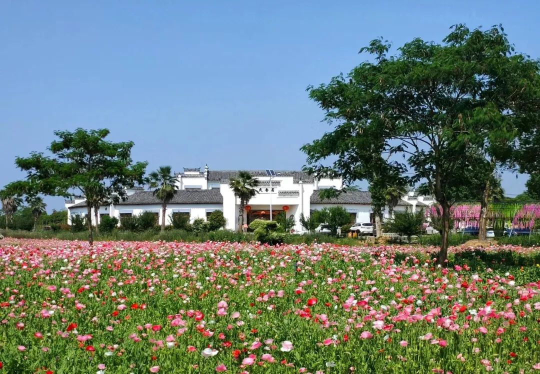 2022新洲文旅精彩不断，2023诗与远方步履不停