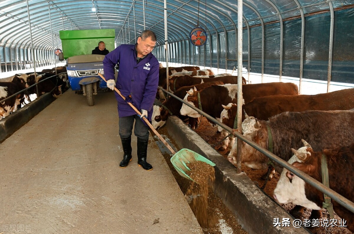 牛价上涨养牛人应该注意哪些问题,牛价严重低迷还合适养牛吗