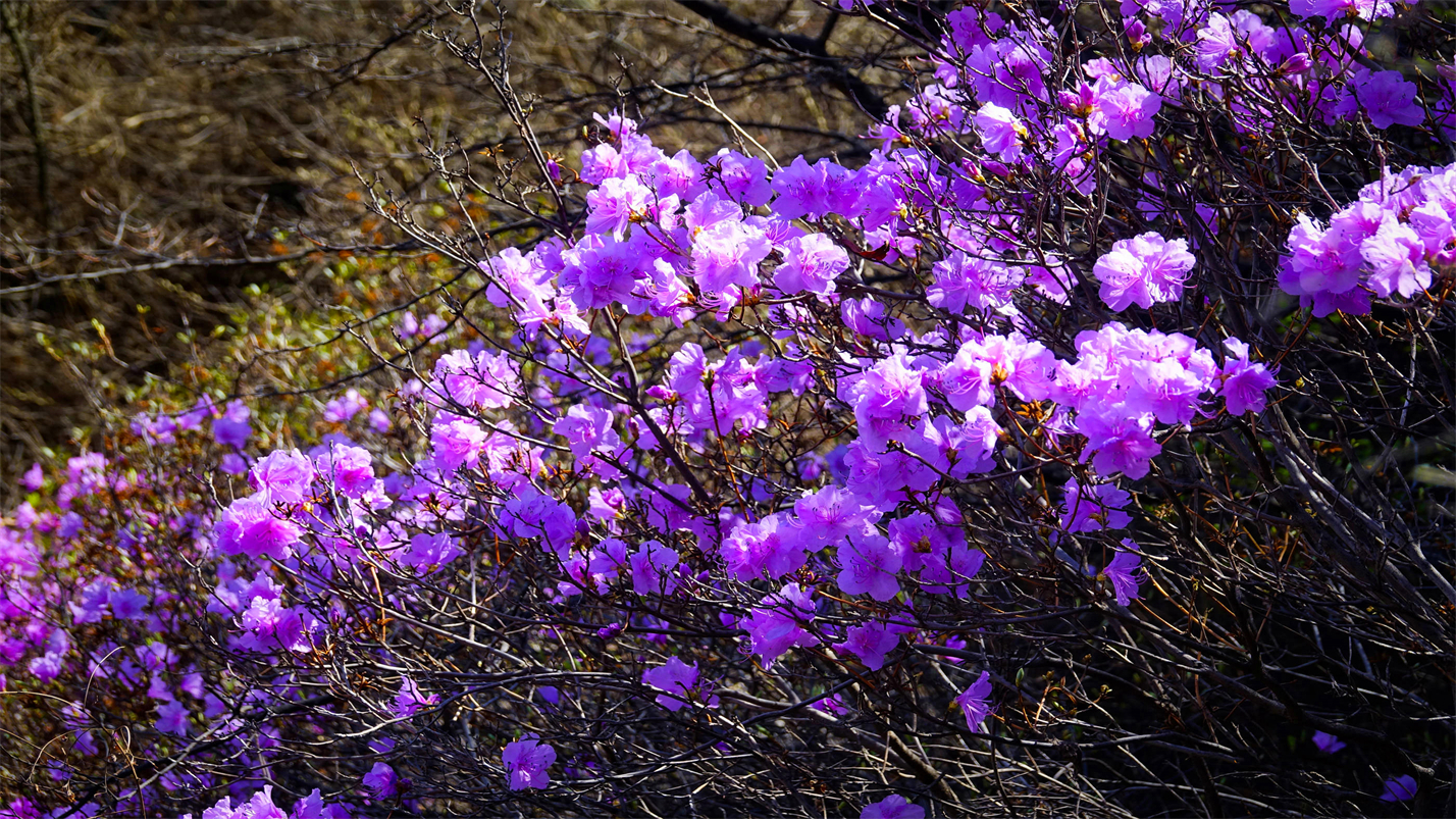 春情春思春景赏，春思春念春日长