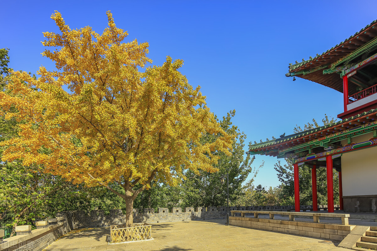 没想到济南的秋天竟然可以这样美,秋天济南哪个景区最美