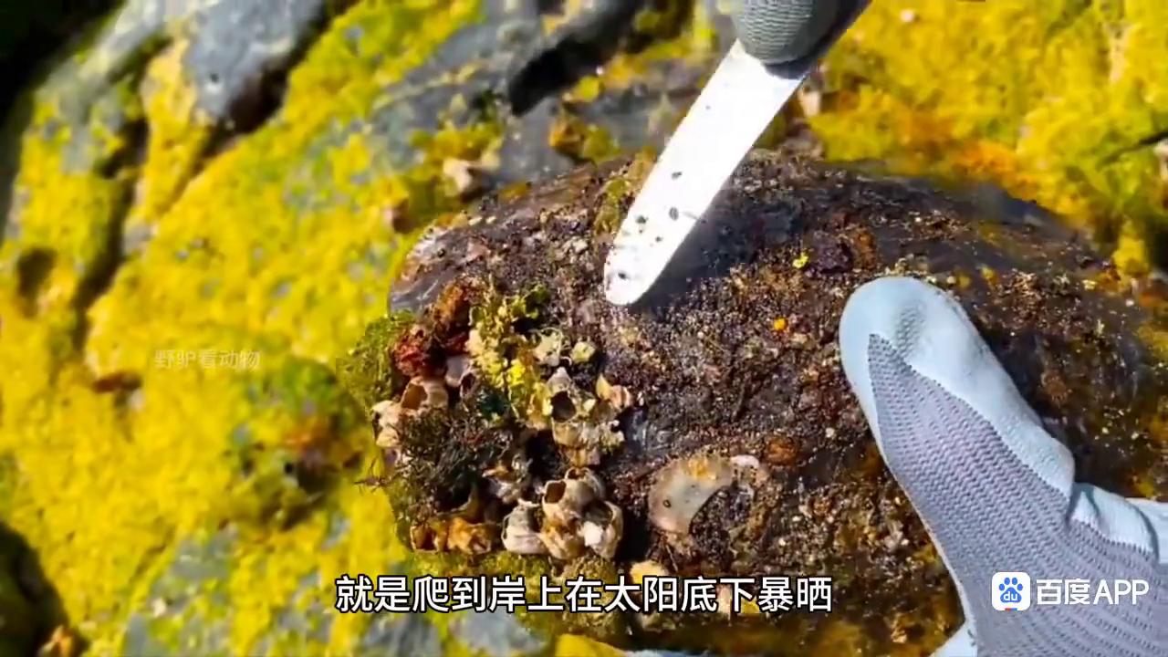 清理乌龟身上的藤壶全过程,乌龟身上藤壶对乌龟有伤害吗